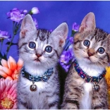 Diamantno slikanje Dve mucki 30x40 cm