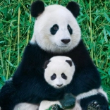 EUROGRAPHICS Puzzle Panda with Cub 1000 Pieces