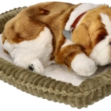 Breathing Bulldog Puppy