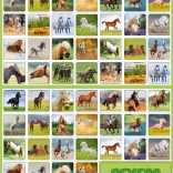 Memory Game: The Life of Horses
