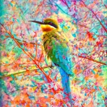 Puzzle Happy Bird 1000 pieces