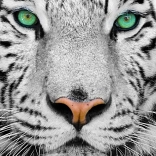 Enjoy puzzle white Siberian tiger 1000 pieces