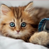 Puzzle Kitten EDUCA 200 pieces