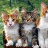 Diamond Painting Cats 30x40 cm