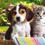 Gyémántfestés Kosárban barátok 30 × 40 cm