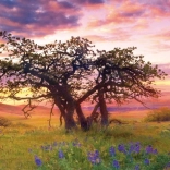 Panoramic Puzzle Oak Columbia Hills State Park 2000 Pieces