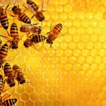 Puzzle 1000 Pieces Nature - Bees