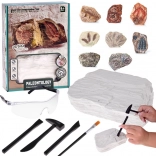 Kit archéologique de fouilles – surprise crâne fossilisé