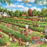 Puzzle Falcon Raccolta di fragole 1000 pezzi