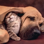 Puzzle Clementoni 500 pieces Cuddles