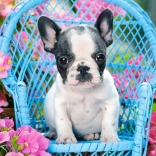 100-piece Puzzle French Bulldog