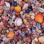 Seashell Puzzle 1000 Pieces