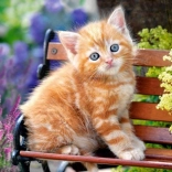 500-piece Puzzle – Ginger Kitten