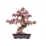træ 3D puslespil bonsai kirsebærblomst