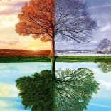 Four Seasons Tree Puzzle 500 pieces