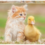 Educa puzzle Cute Friends 500 pieces