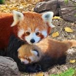 Puzzle Save Our Planet: Red Pandas XL 250 Pieces