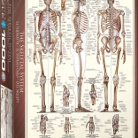Eurographics Puzzle Skeletal System 1000 Pieces