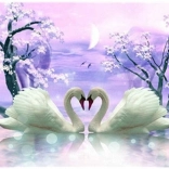 diamant schilderen zwanenliefde 30 × 40 cm
