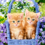 Puzzle Ginger Kittens 70 pcs
