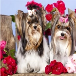 Diamantno slikanje – kužki v vrtnicah 30 × 40 cm