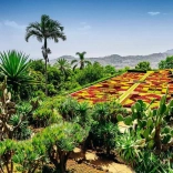 Puzzle 1000 pieces Botanical Garden Madeira Portugal RAVENSBURGER