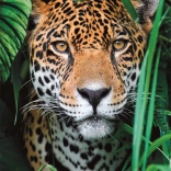 Puzzle 500 pieces Jaguar in the Jungle CLEMENTONI