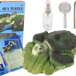 Educatieve set ammonieten schildpad opgravingen