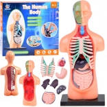 Bildungsmodell des menschlichen Körpers mit herausnehmbaren Organen, Mini 15 cm