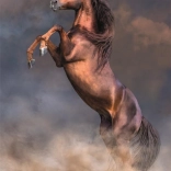 Puzzle Big Red Stallion