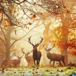 Puzzle HEYE Magic Forests: Deer 1000 Pieces