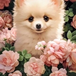 CASTORLAND puzzle Pomeranian puppy in roses – 300 pieces