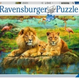 Puzzle Ravensburger Lions dans la savane 500 pièces