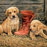 EuroGraphics puzzle Puppies with an Old Shoe 1000 pieces