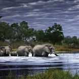 Panoramic Puzzle Elephant Herd Botswana 2000 Pieces