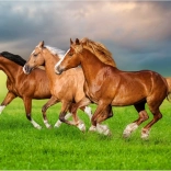500-Piece Puzzle – Horses Running in Spring