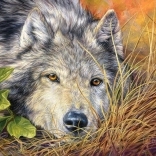 Puzzle Castorland Pure Soul 500 pieces