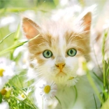 Gyémántfestés – kiscica százszorszépek között 30 × 40 cm